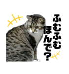 ねこ挨拶すたんぷ 3（個別スタンプ：9）
