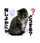 ねこ挨拶すたんぷ 3（個別スタンプ：10）