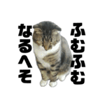 ねこ挨拶すたんぷ 3（個別スタンプ：11）