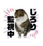 ねこ挨拶すたんぷ 3（個別スタンプ：12）