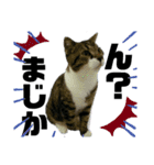 ねこ挨拶すたんぷ 3（個別スタンプ：13）