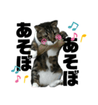 ねこ挨拶すたんぷ 3（個別スタンプ：15）
