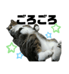 ねこ挨拶すたんぷ 3（個別スタンプ：16）