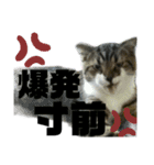 ねこ挨拶すたんぷ 3（個別スタンプ：17）