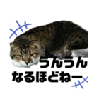 ねこ挨拶すたんぷ 3（個別スタンプ：18）