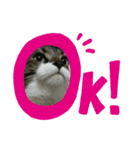 ねこ挨拶すたんぷ 3（個別スタンプ：19）