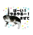 ねこ挨拶すたんぷ 3（個別スタンプ：21）