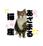 ねこ挨拶すたんぷ 3（個別スタンプ：23）