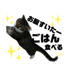 ねこ挨拶すたんぷ 3（個別スタンプ：24）