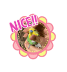 ダックス と セキセイインコの日常 1（個別スタンプ：5）