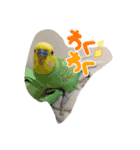 ダックス と セキセイインコの日常 1（個別スタンプ：10）