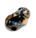 ダックス と セキセイインコの日常 1（個別スタンプ：13）