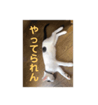 ニゴ＆ハチゴ②（個別スタンプ：5）