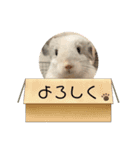チンチラはにーちゃん2（個別スタンプ：1）