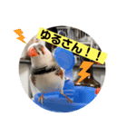 きんぎんの日常（個別スタンプ：3）