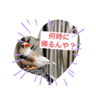 きんぎんの日常（個別スタンプ：5）