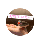 きんぎんの日常（個別スタンプ：6）