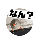 きんぎんの日常（個別スタンプ：8）