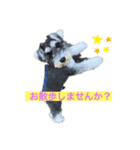 ミニチュアシュナウザーのヴェスくん①（個別スタンプ：1）