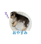 ミニチュアシュナウザーのヴェスくん①（個別スタンプ：2）