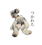 ミニチュアシュナウザーのヴェスくん①（個別スタンプ：3）