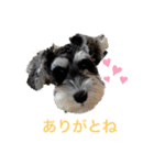 ミニチュアシュナウザーのヴェスくん①（個別スタンプ：4）