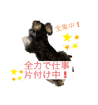 ミニチュアシュナウザーのヴェスくん①（個別スタンプ：6）