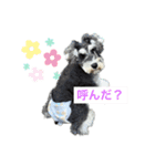ミニチュアシュナウザーのヴェスくん①（個別スタンプ：7）
