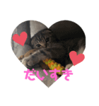 ぽこぽこねこすたんぷ2（個別スタンプ：1）
