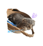 ぽこぽこねこすたんぷ2（個別スタンプ：2）