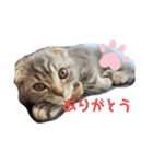 ぽこぽこねこすたんぷ2（個別スタンプ：4）