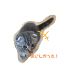ぽこぽこねこすたんぷ2（個別スタンプ：5）