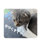 ぽこぽこねこすたんぷ2（個別スタンプ：7）