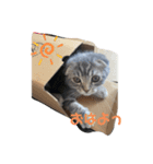 ぽこぽこねこすたんぷ2（個別スタンプ：8）
