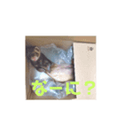 にょろとまる（個別スタンプ：5）