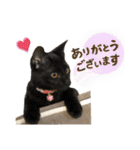 濱田家Animals（個別スタンプ：2）