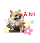 濱田家Animals（個別スタンプ：3）