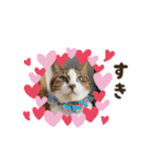 濱田家Animals（個別スタンプ：4）