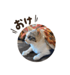 濱田家Animals（個別スタンプ：6）