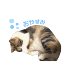 濱田家Animals（個別スタンプ：8）
