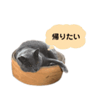濱田家Animals（個別スタンプ：11）