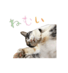 濱田家Animals（個別スタンプ：12）