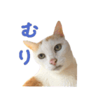 濱田家Animals（個別スタンプ：15）