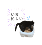 濱田家Animals（個別スタンプ：16）