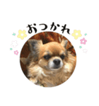 濱田家Animals（個別スタンプ：17）