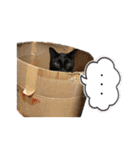 濱田家Animals（個別スタンプ：18）