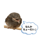濱田家Animals（個別スタンプ：21）