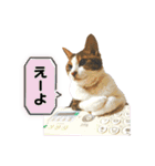 濱田家Animals（個別スタンプ：22）