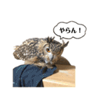 濱田家Animals（個別スタンプ：23）