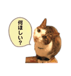 濱田家Animals（個別スタンプ：24）